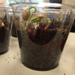 germination-stage3